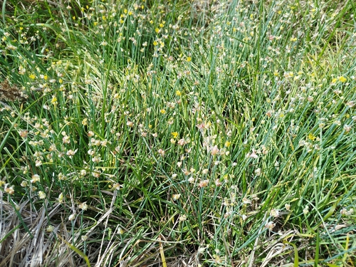 Allium scorzonerifolium
