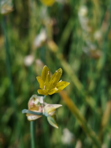 Allium scorzonerifolium, photograph 1