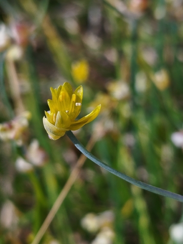 Allium scorzonerifolium, photograph 2