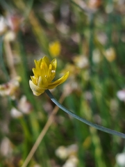Allium scorzonerifolium, photograph (c) Celestino Quintela Sabarís, some rights reserved (CC BY)