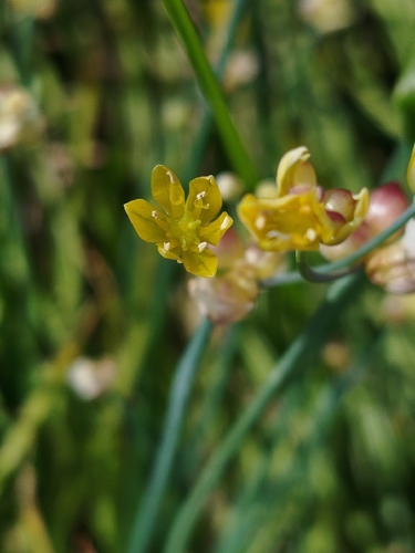 Allium scorzonerifolium, photograph 3