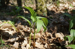 Polygonatum latifolium