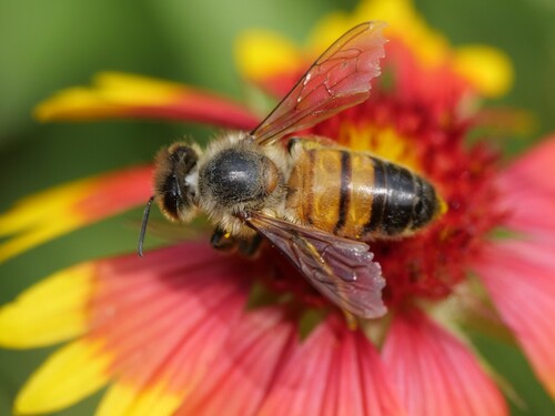 Bee