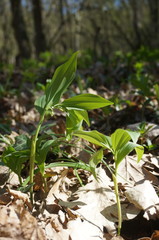 Polygonatum latifolium