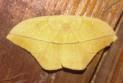 Lonomia electra