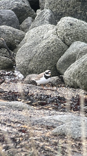 iNaturalist: (c) claudiabrunke, some rights reserved (CC BY-NC) iNaturalist image