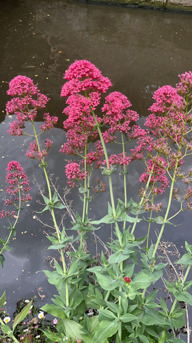 Red Valerian