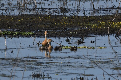 iNaturalist image