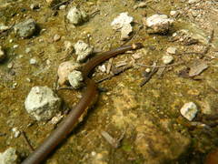 Tantilla cuniculator