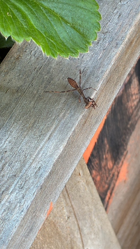 California Mantis