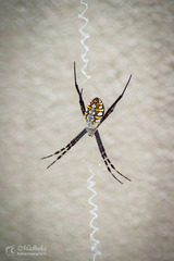 Argiope catenulata