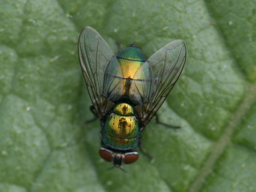 Common Greenbottle