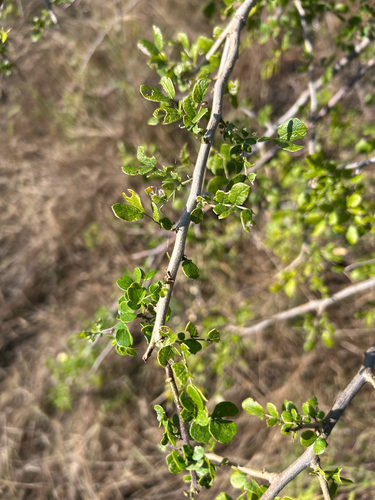 Albizia anthelmintica, photograph 5