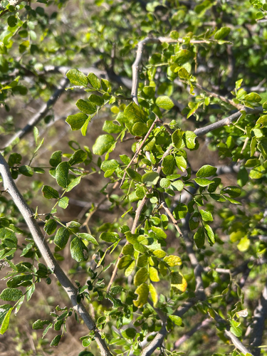 Albizia anthelmintica, photograph 6