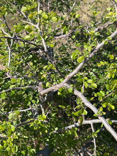 Albizia anthelmintica, photograph 3