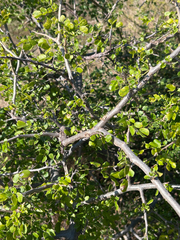 Albizia anthelmintica, photograph author not stated, no rights reserved