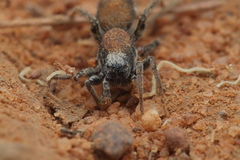 Coenoptychus pulcher