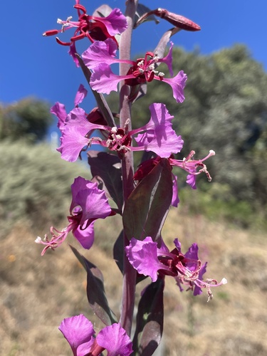Clarkia unguiculata