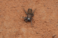 Coenoptychus pulcher