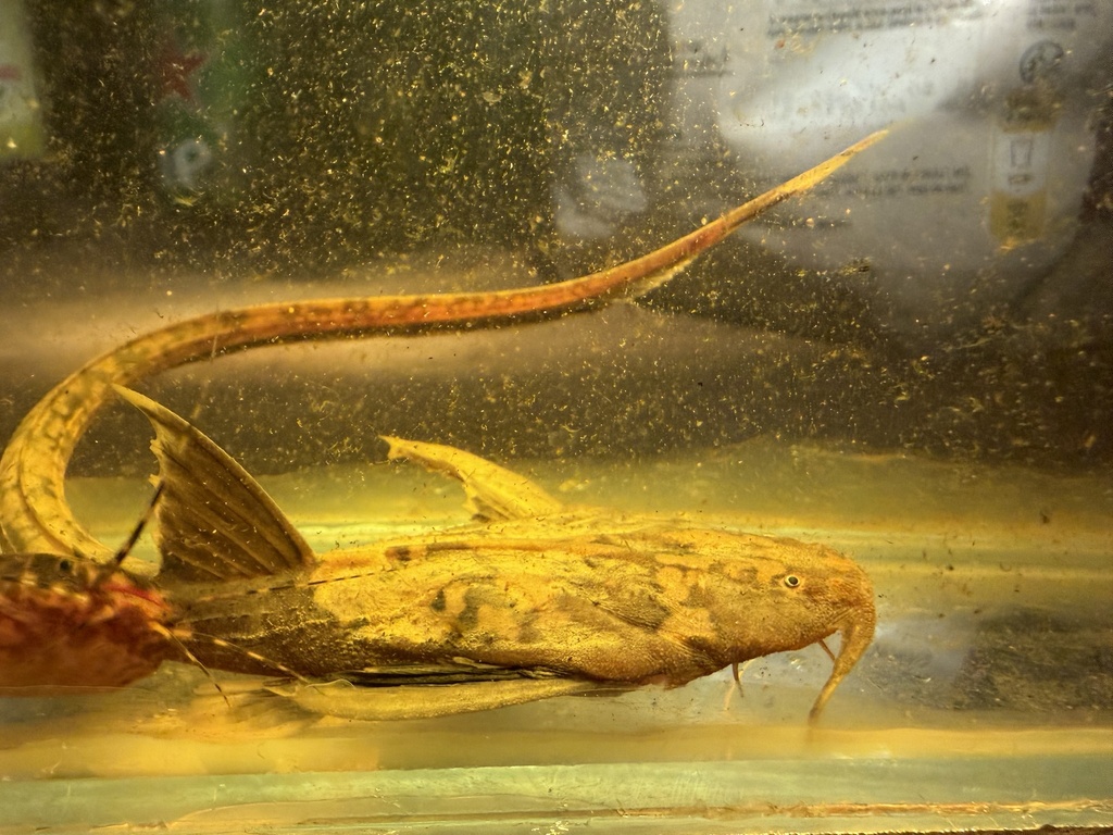 Banded banjo (Platystacus cotylephorus) — Aspredinidae