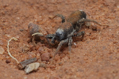 Coenoptychus pulcher