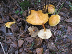 Pholiota lucifera