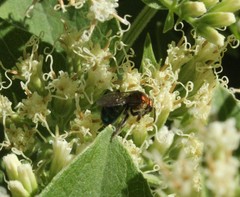 Augochloropsis tupacamaru
