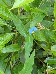 Commelina erecta