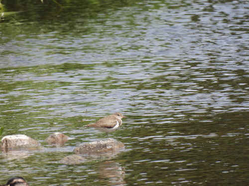 iNaturalist image
