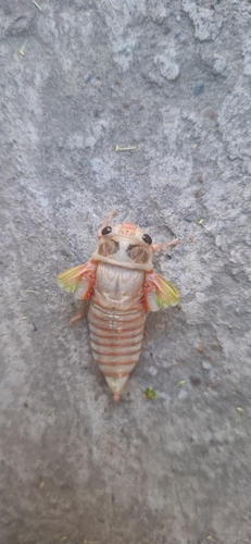 Red Cicada