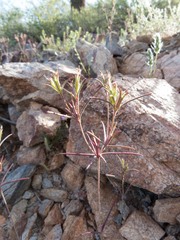Linanthus bigelovii