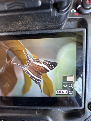 Crethon Daggerwing