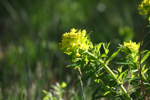 Euphorbia palustris, photograph 4