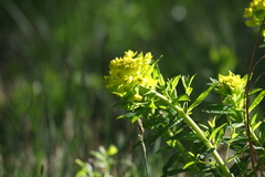 Euphorbia palustris, photograph (c) Alison Playle, some rights reserved (CC BY)