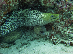 Undulated Moray photo 2