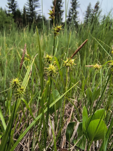 little green sedge (Carex viridula)