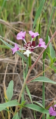 Clarkia exilis
