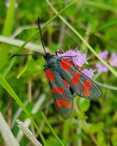 Six-spot Burnet