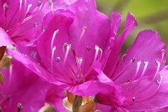 Rhododendron wadanum