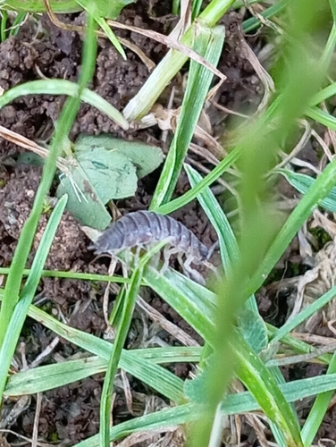 Common Rough Woodlouse
