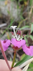 Clarkia exilis