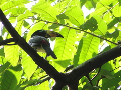 Pteroglossus inscriptus