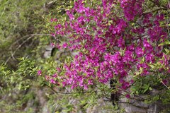 Rhododendron wadanum