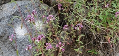 Clarkia exilis