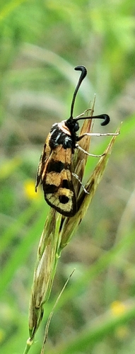 Chalk Burnet