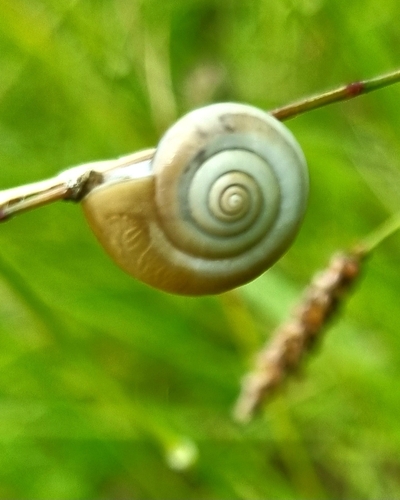 Carthusian Nun Snail