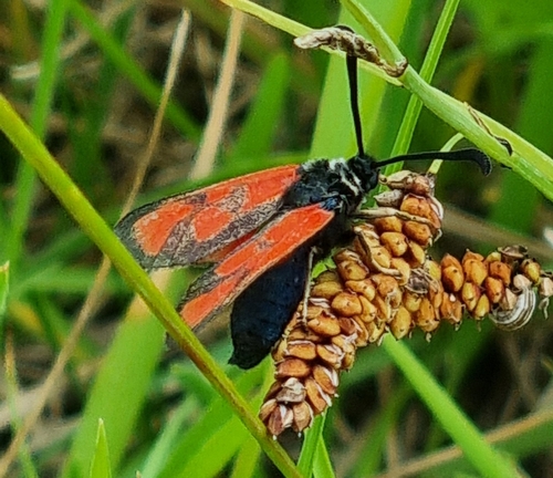 Slender Scotch Burnet