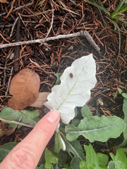 Chaptalia texana, photograph (c) Jane Weeden, some rights reserved (CC BY)