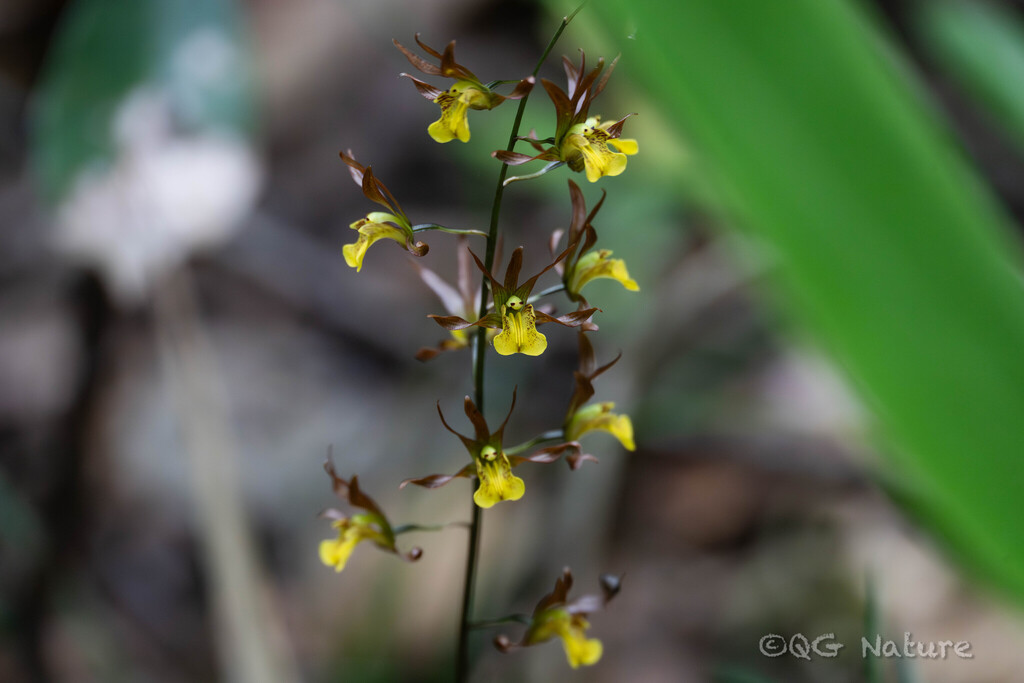 Tainia dunnii; photograph (c) Wang.QG, some rights reserved (CC BY)