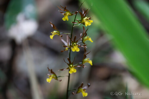 Tainia dunnii